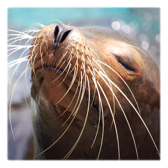 seal.jpg