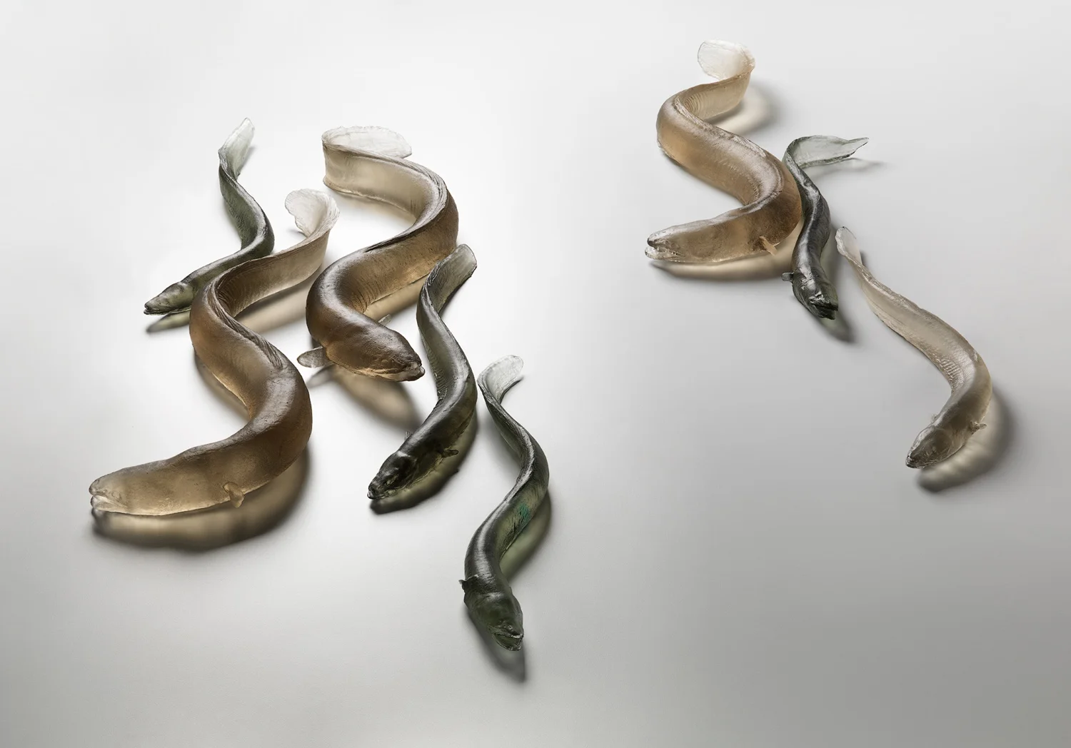 Large or small eels