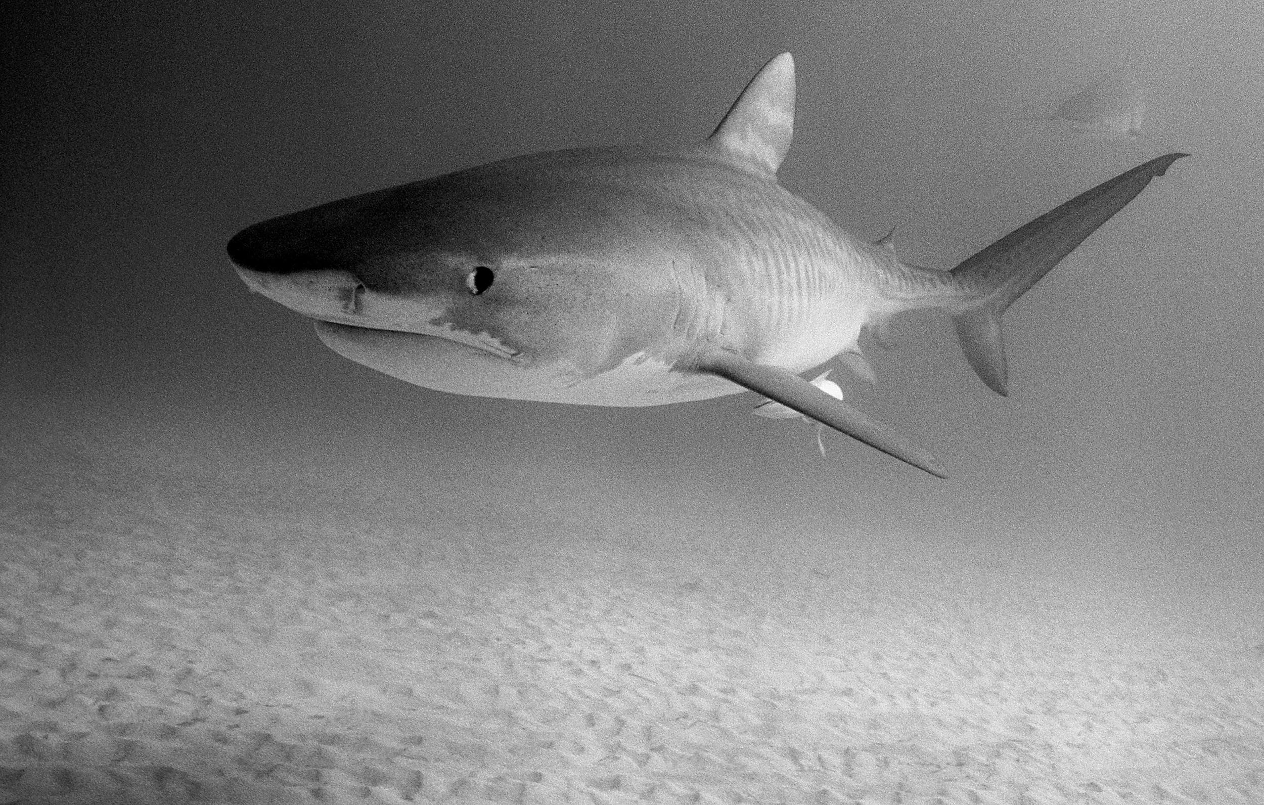 Tiger Shark