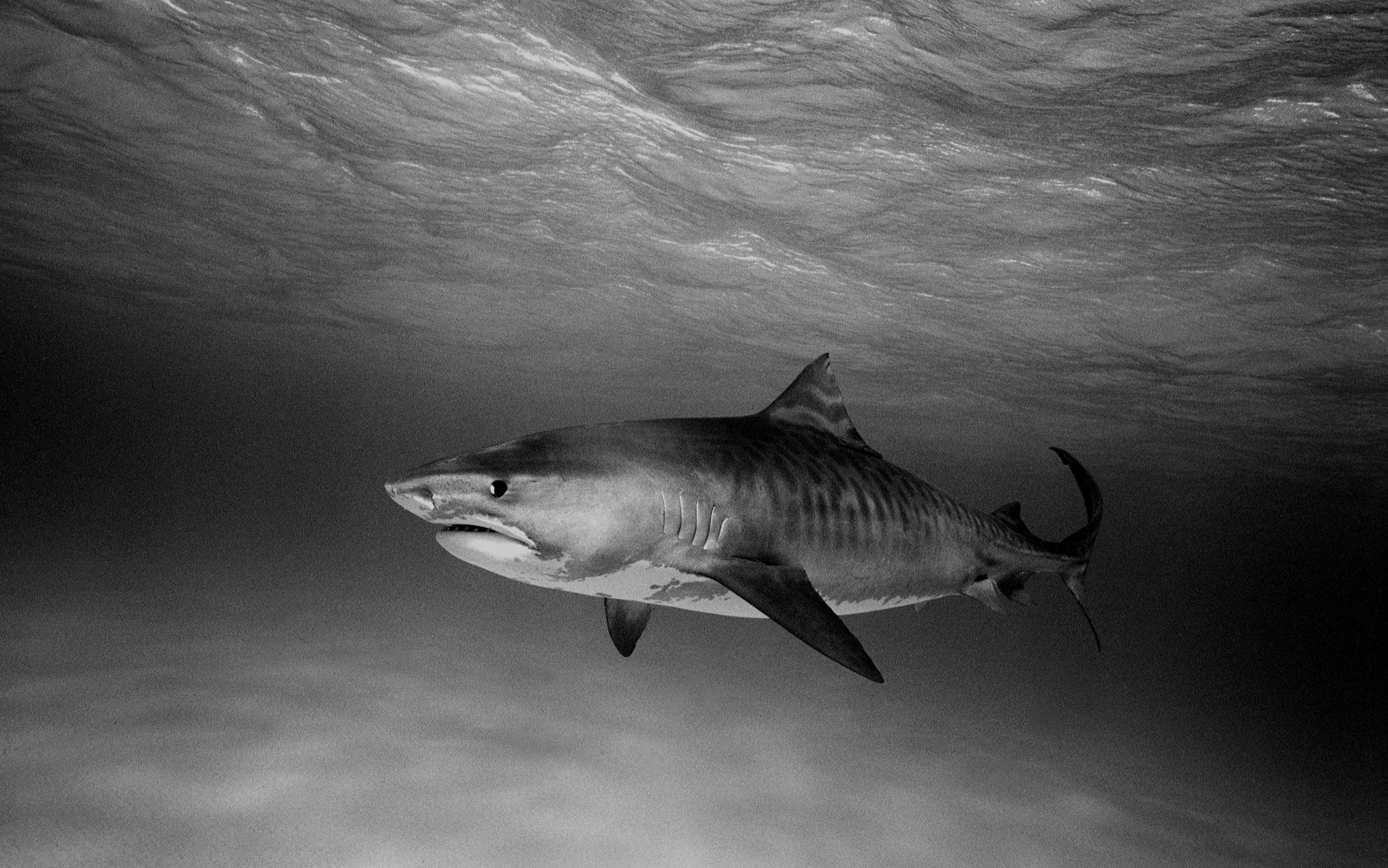 Tiger Shark