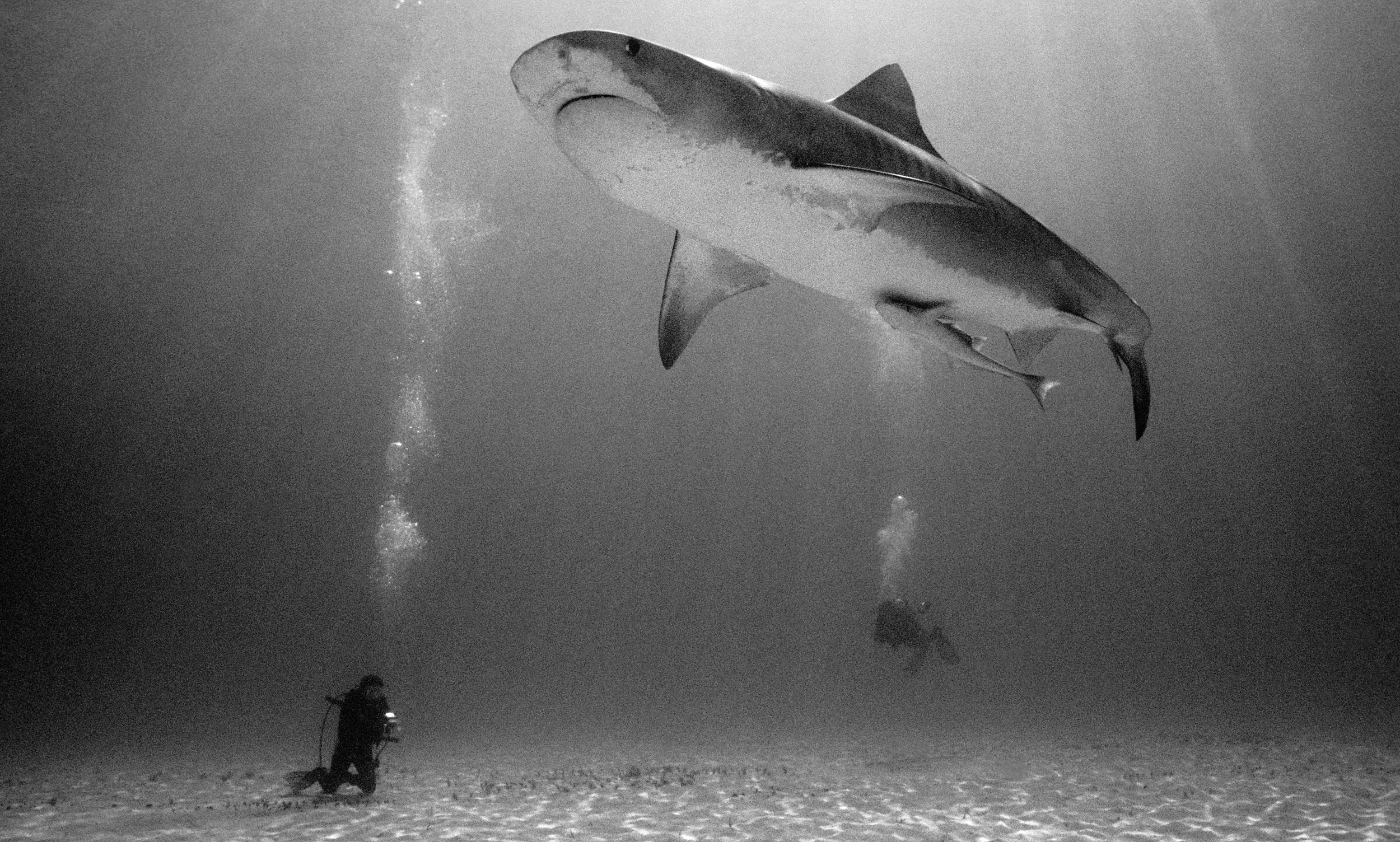 Divers and Tiger Shark