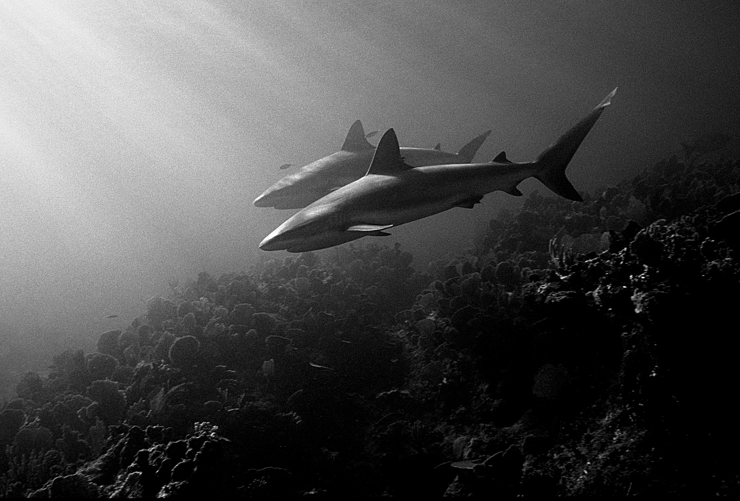 Caribbean Reef Sharks Bahamas