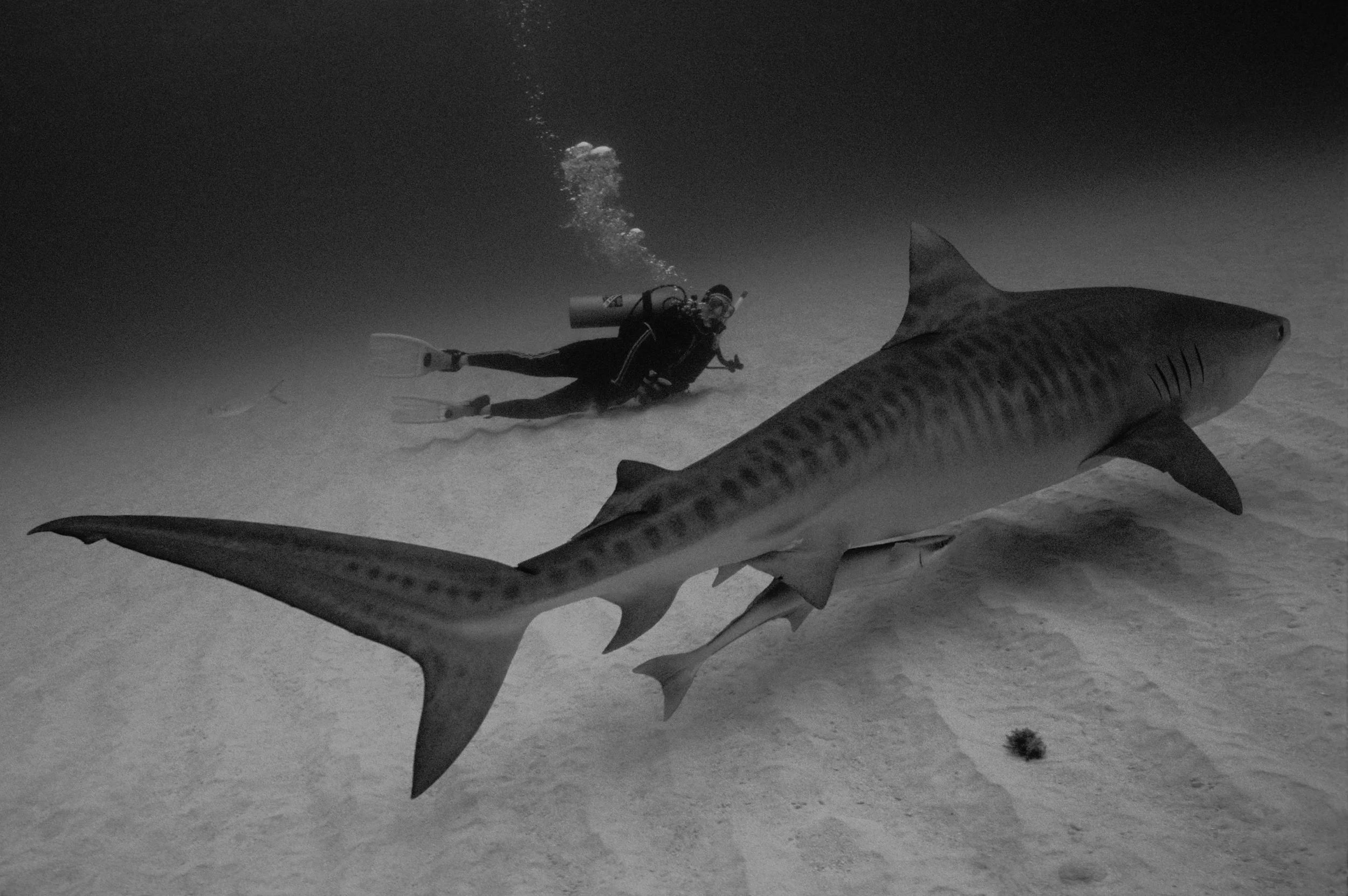 Diver and Tiger Shark