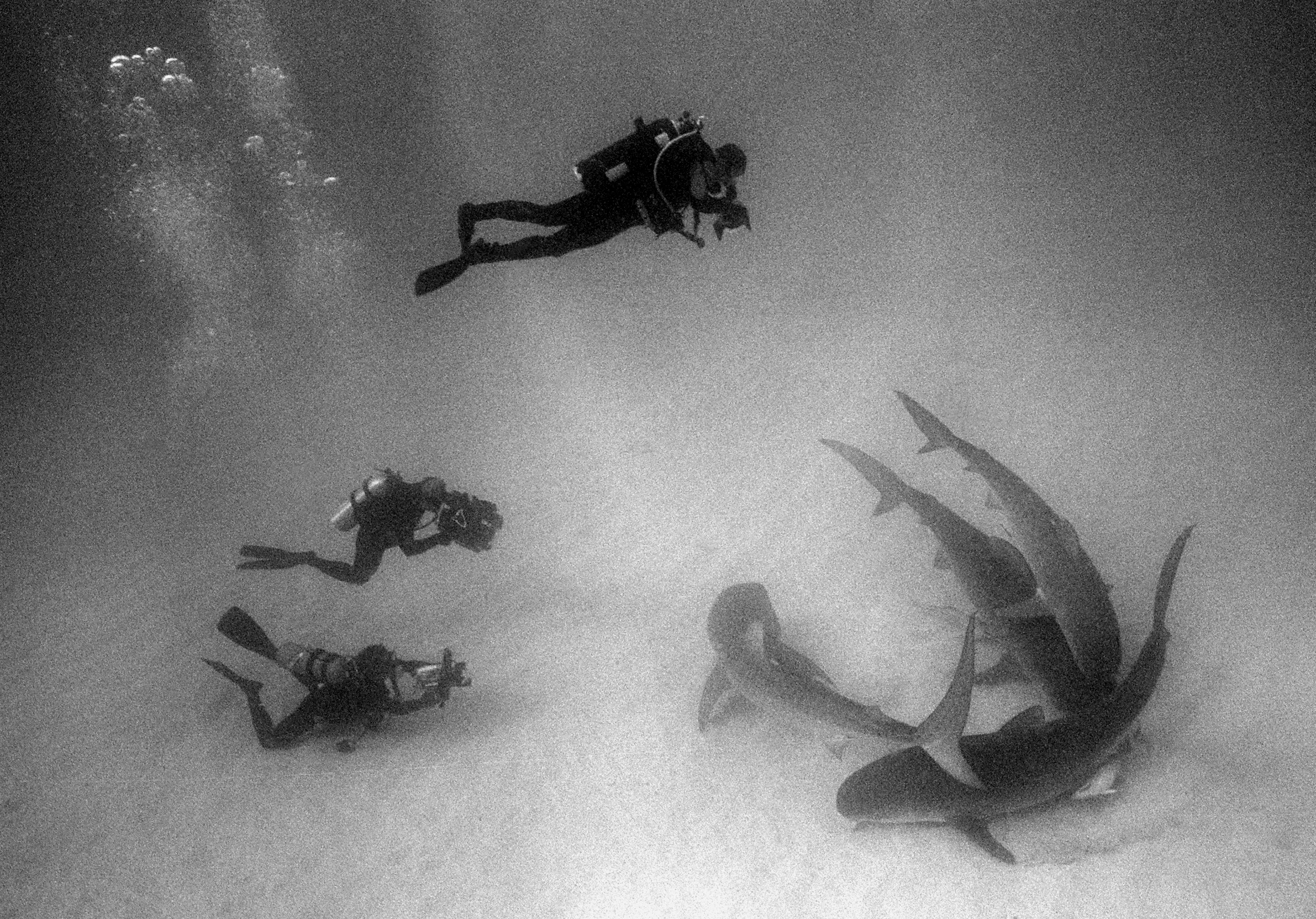 Diver and Tiger Sharks