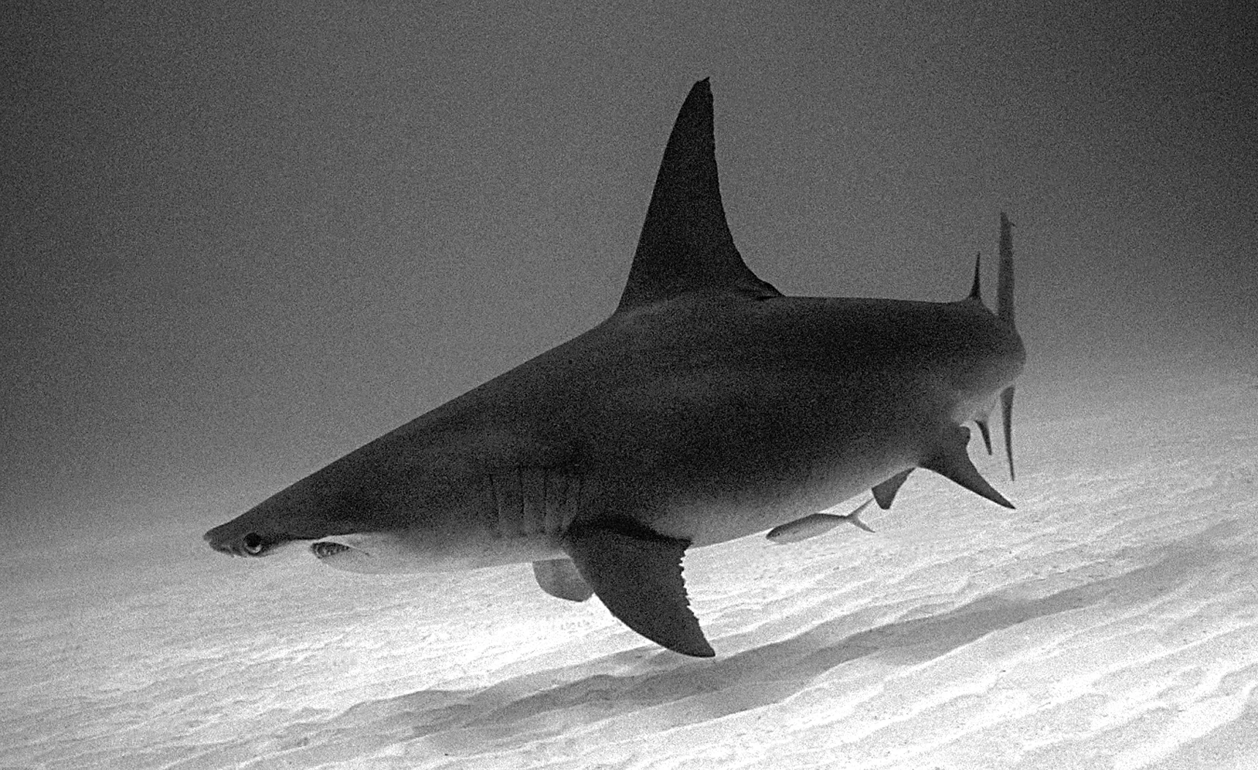 Hammerhead Shark