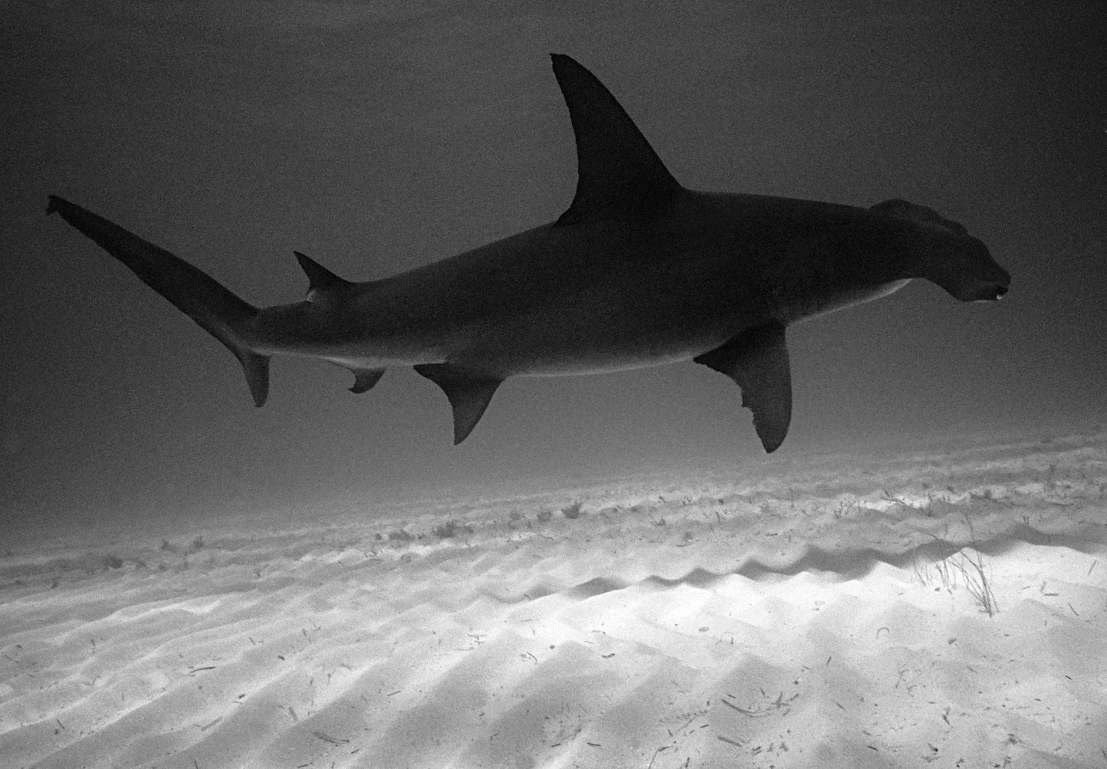 Hammerhead Shark