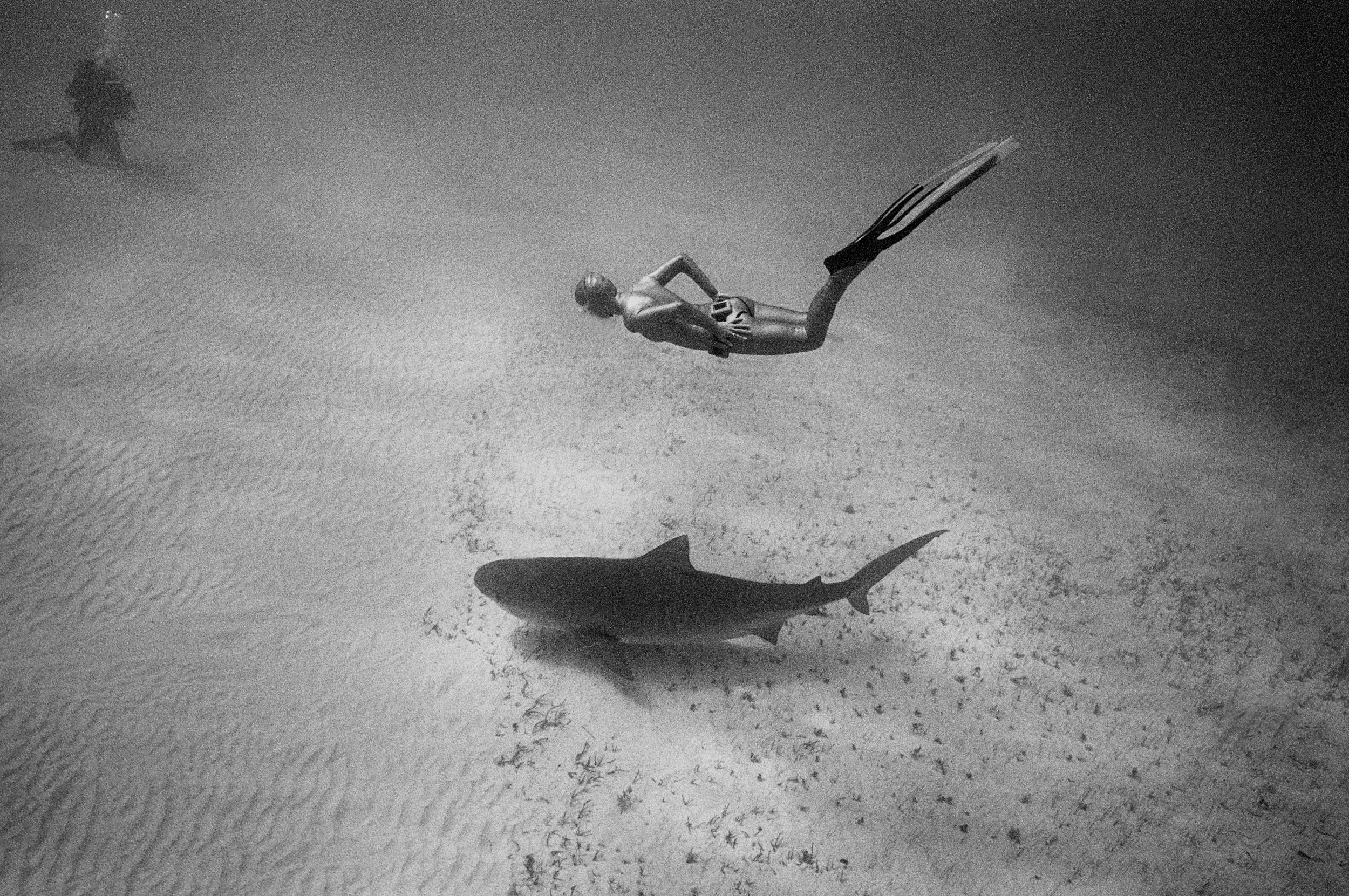 Freediver and Tiger Shark