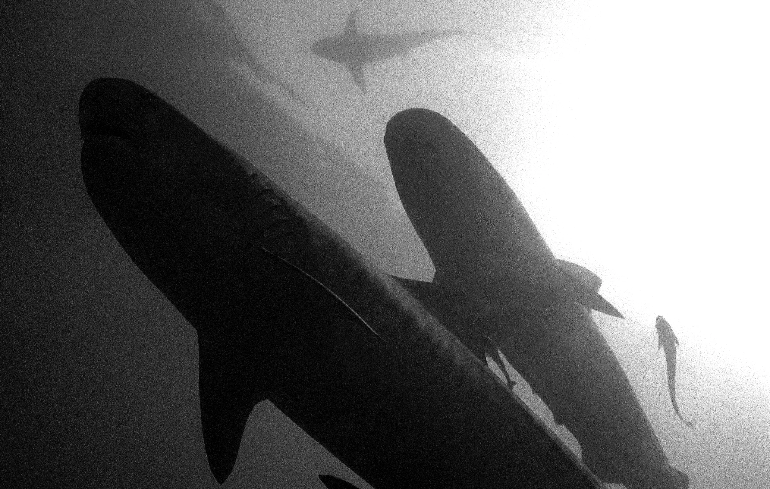 Tiger Sharks