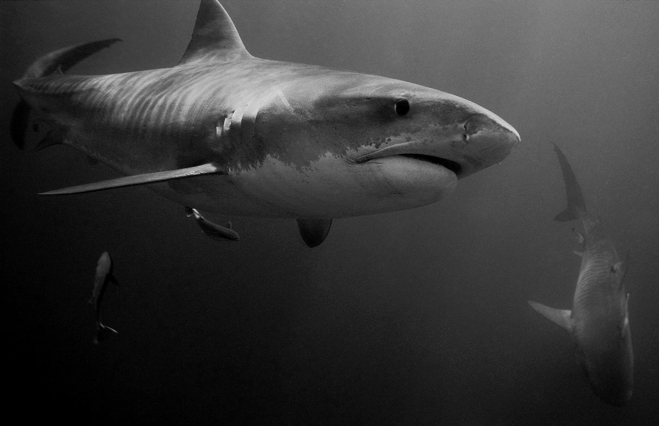 Tiger shark and Blacktip Shark
