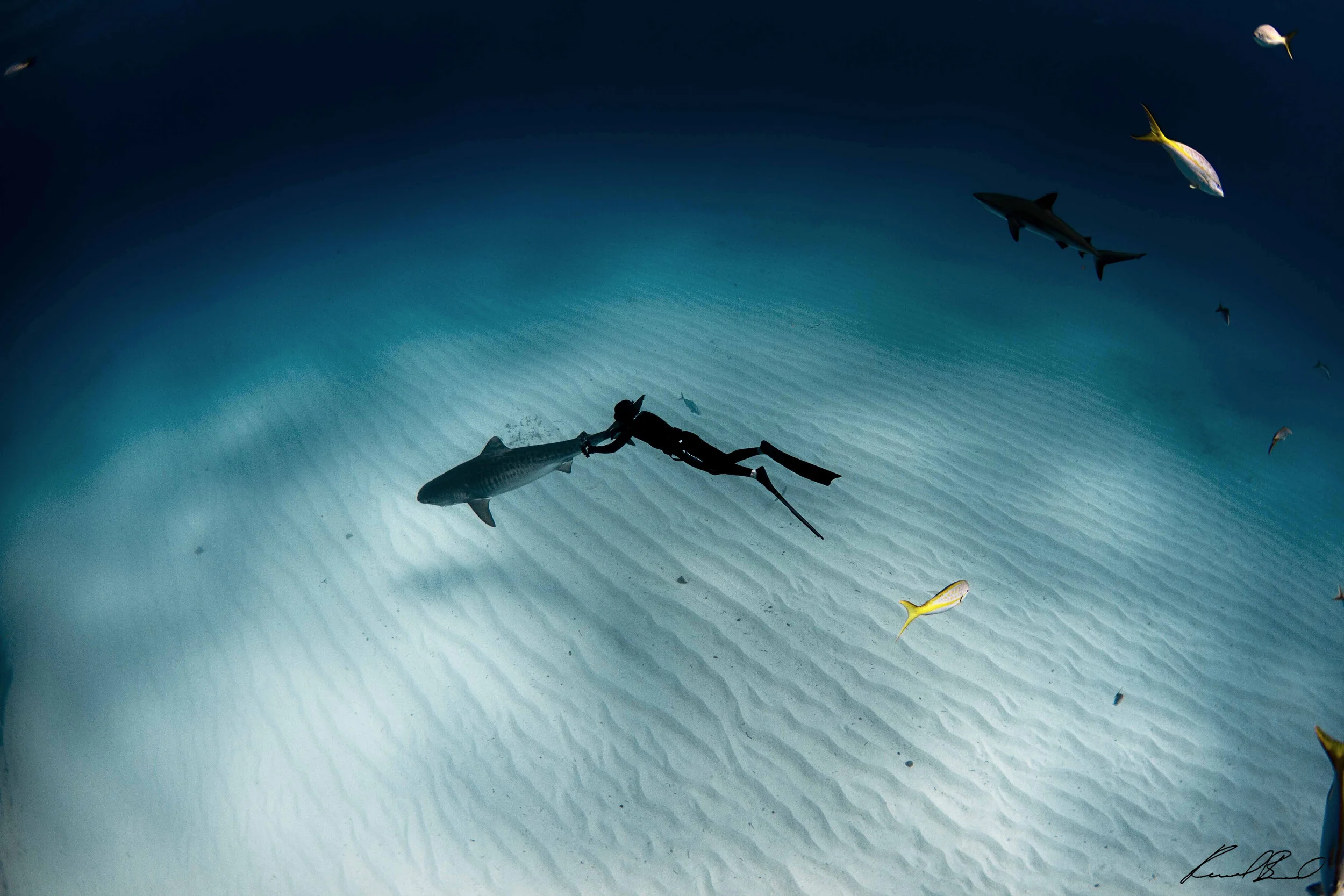 Freediving and filming tiger shark. Photo by Raul Boesel (freediving)