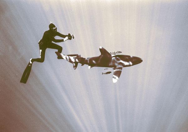 Scott Campbell freediving with Oceanic White Shark. Photo by: Unknown