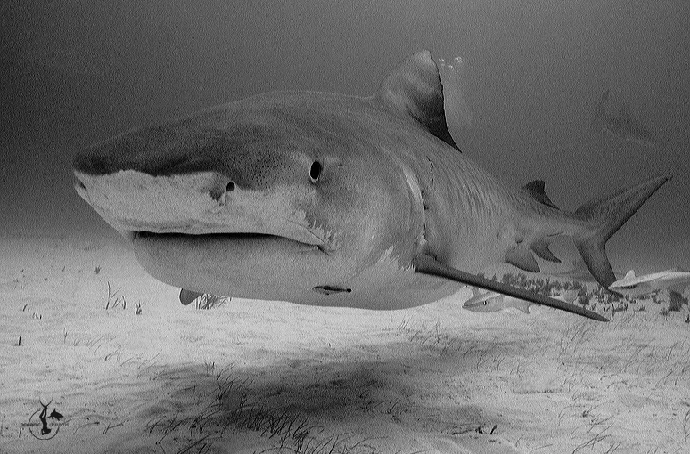 Tiger Shark at Tiger Beach, Bahamas. Photo by Wolfgang Leander (2009)