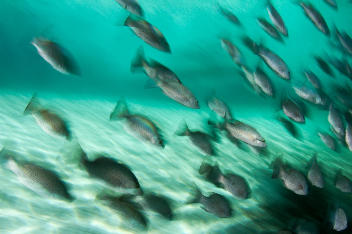 Mangrove snappers. Image by Raul Boesel Jr