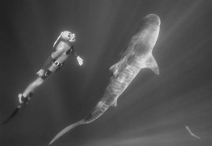 William Winram freediving with South African Tiger Shark. Image by: Felix Leander