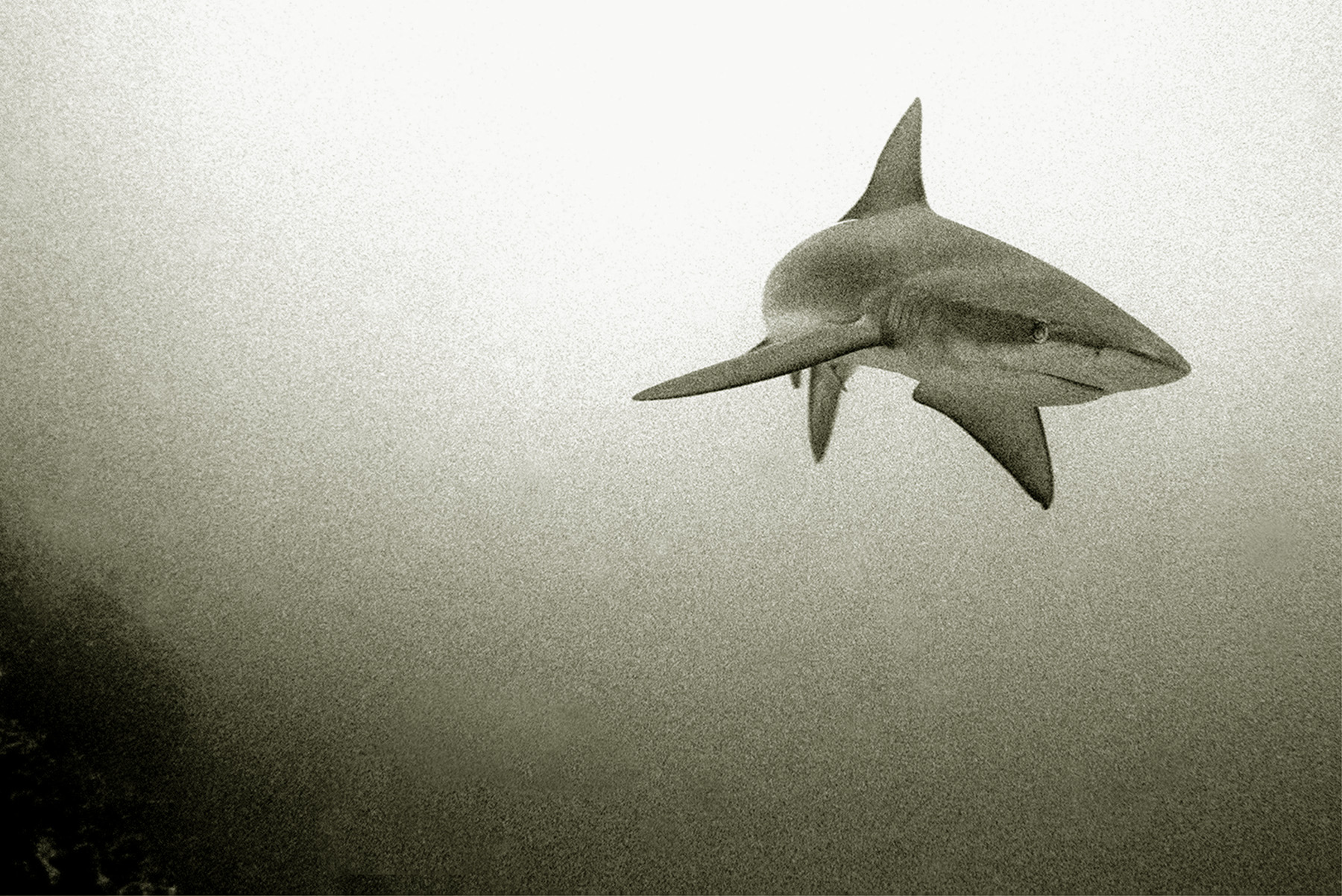 Galapagos Shark - Galapagos Islands. Image by: Wolfgang Leander