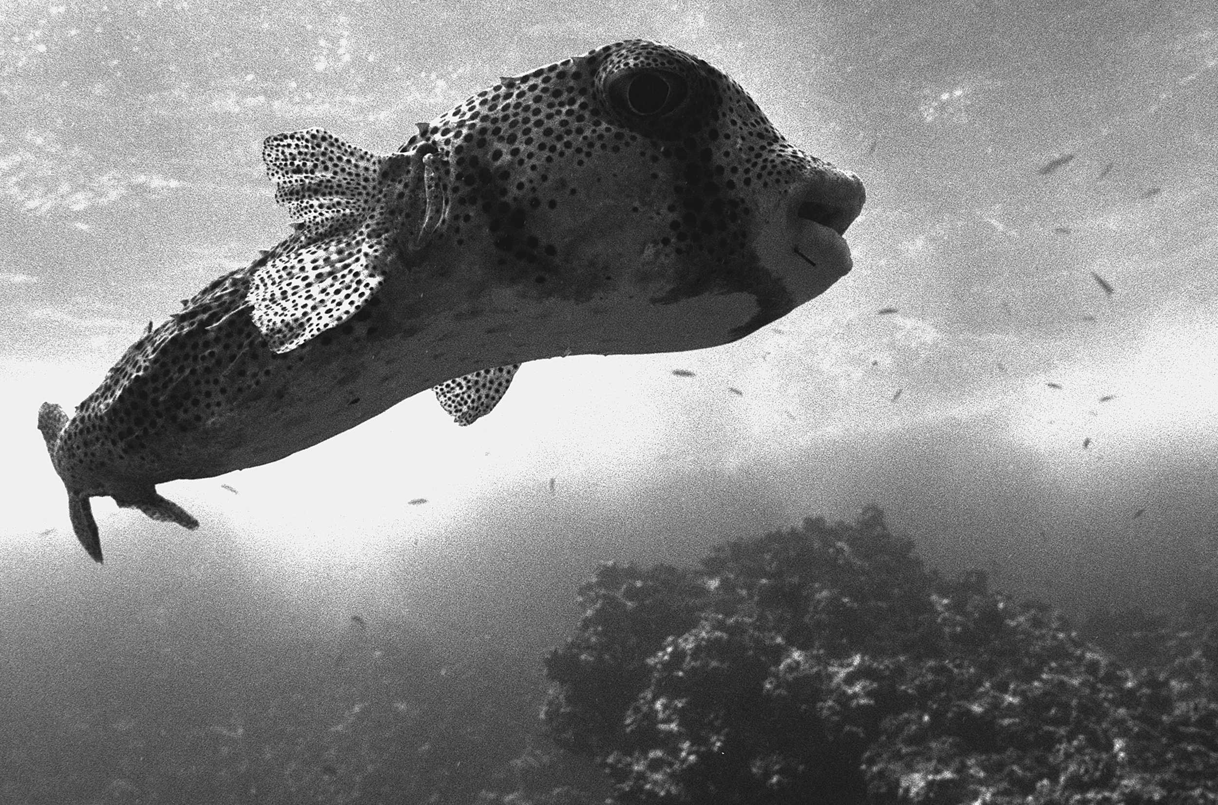 27_puffer.jpg