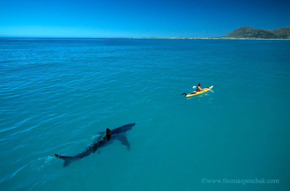 The now famous Great White shark and kayak photo by Thomas Peschak
