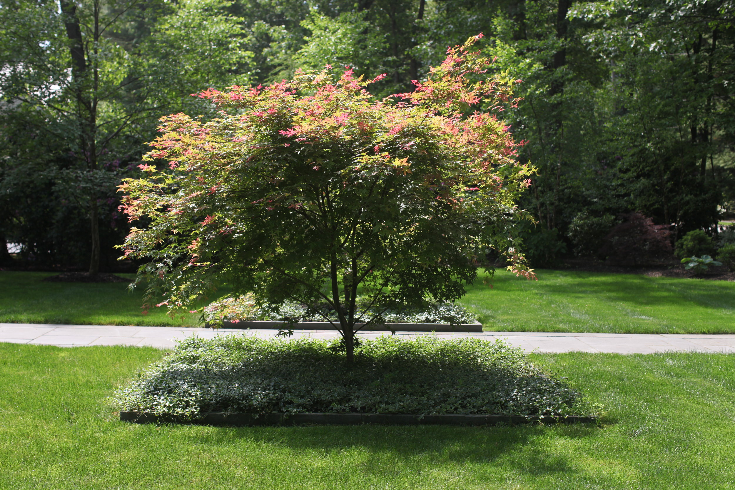 wellesley2:2015 copy.JPG