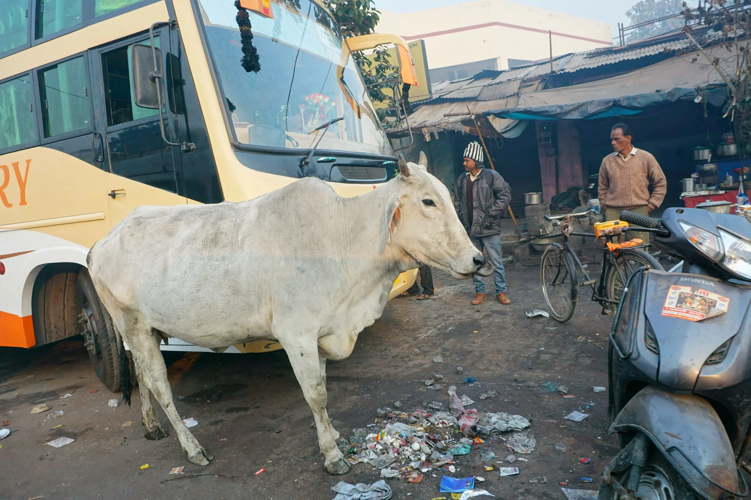 Sacred cows ate from mounds of trash.