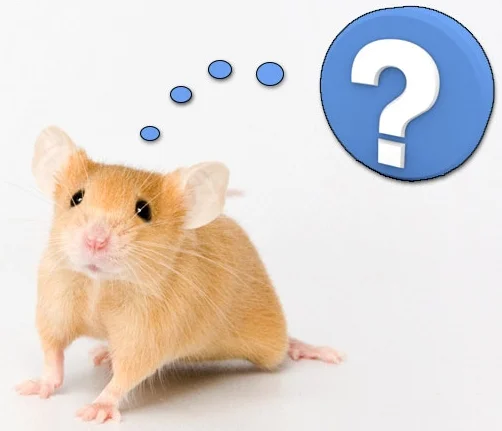 Mouse questions