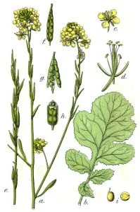 Black mustard (brassica negra) believed to be the plant Jesus referred to in the parable of the mustard seed