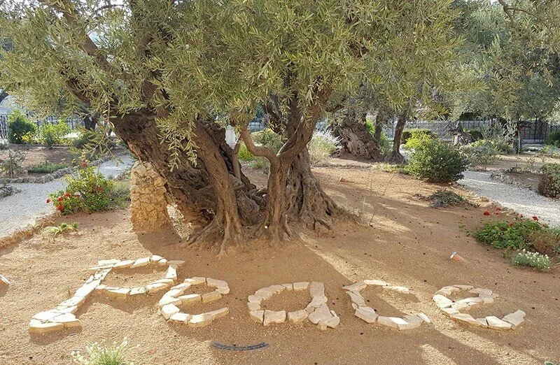 The word Peace written in stones under an ancient olive tree