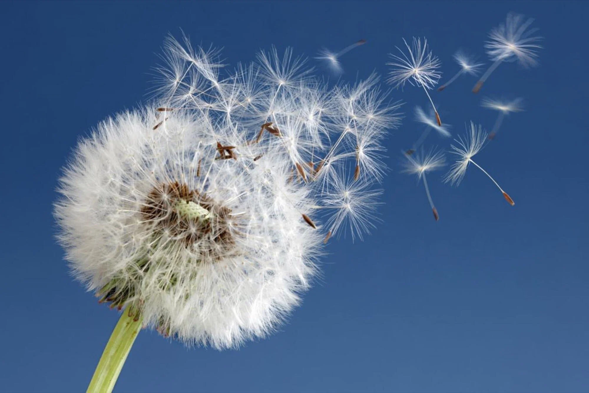 Pentecost Haiku by Cate