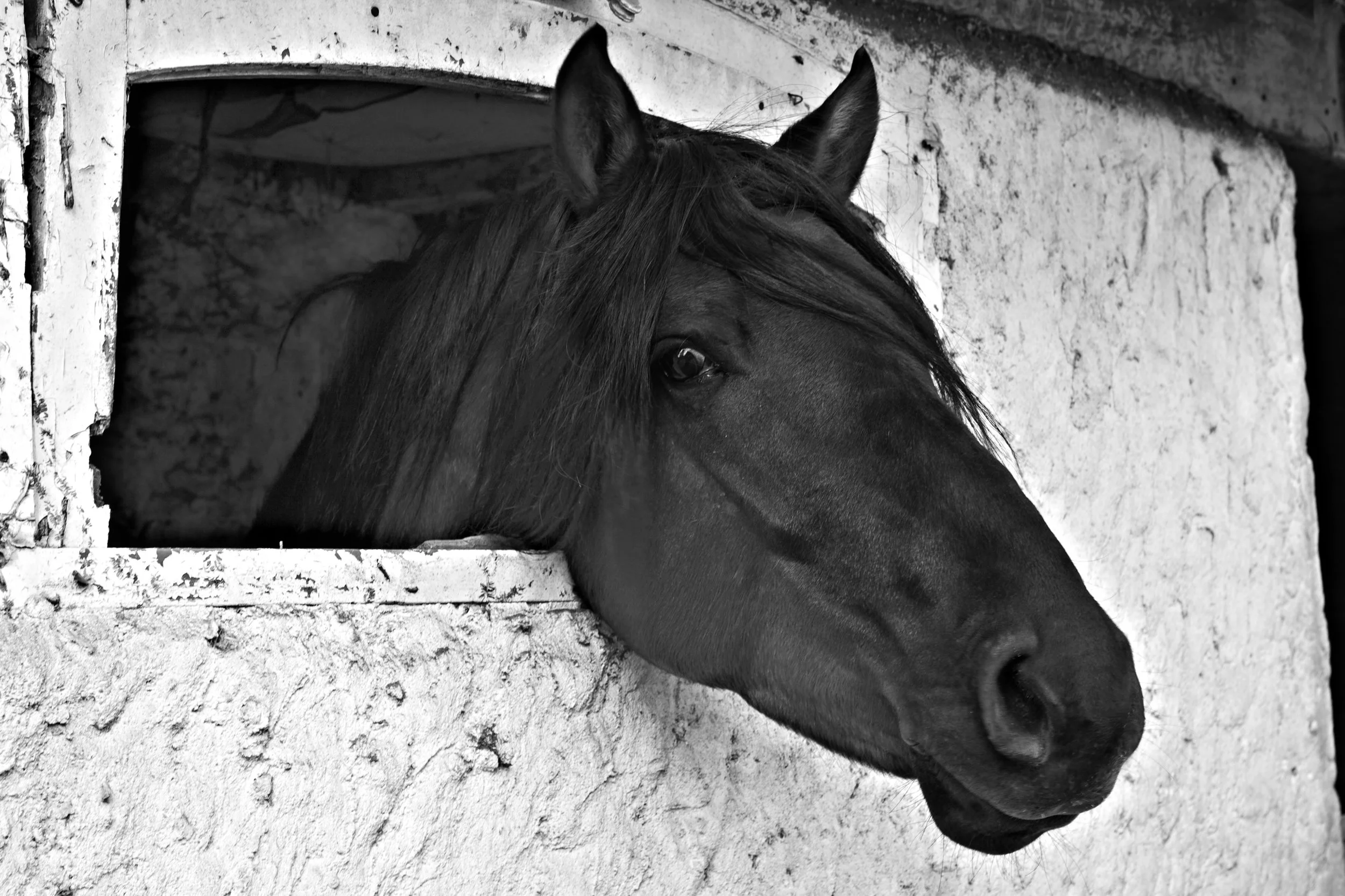 coucou cheval noir.jpg