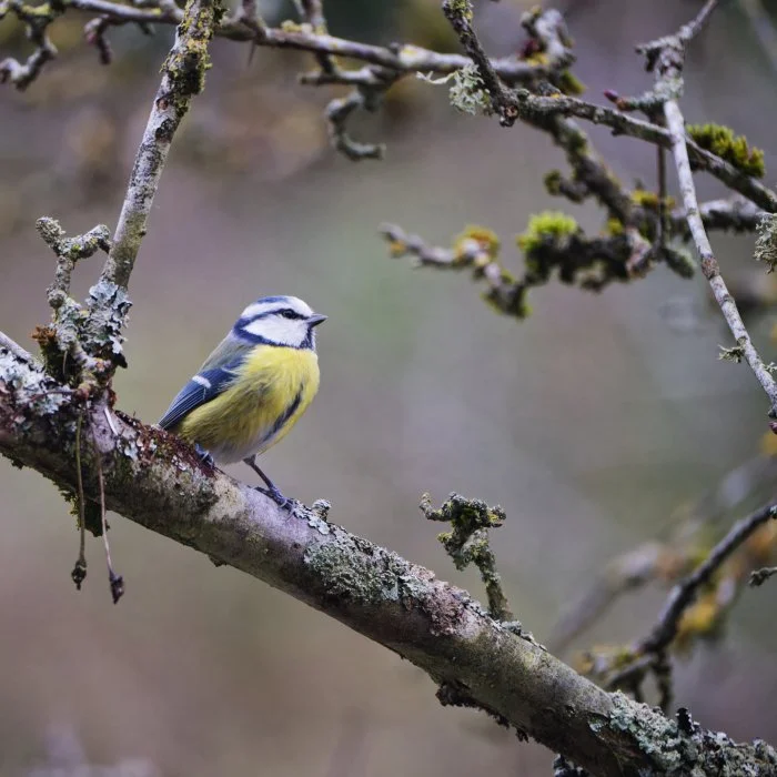 Mésange