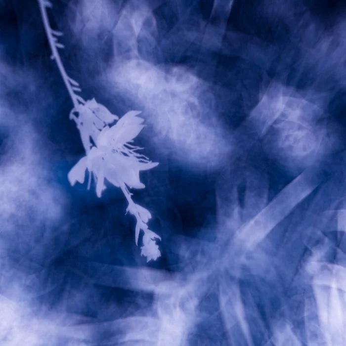 Bleu
