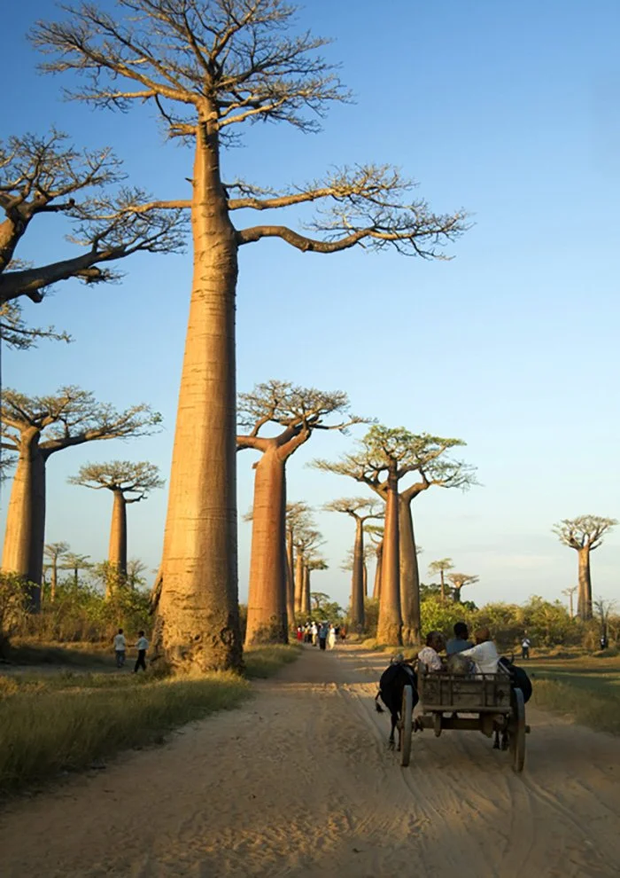 Allée de baobabs