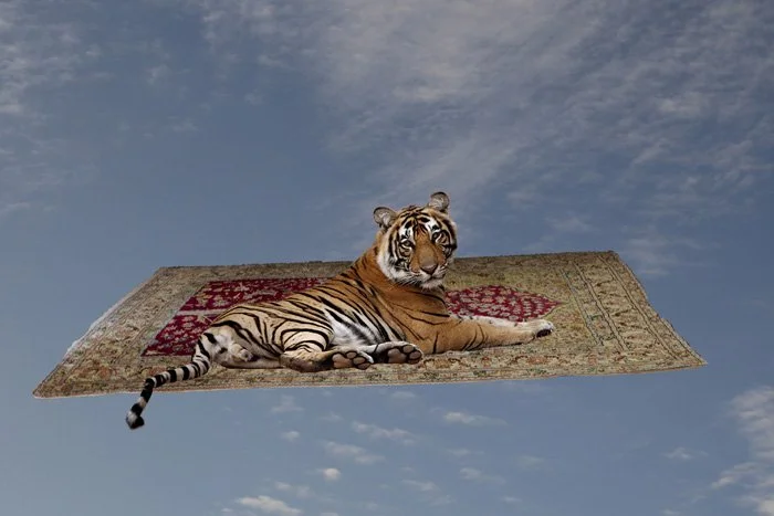 Tigre tapis volant