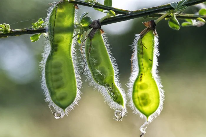 Genêt à balai_Cytisus scoparius