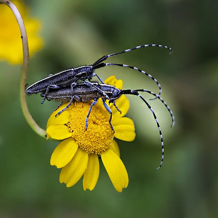 Agapanthia suturalis (Longicornes)