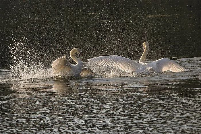 Combat de Cygnes tuberculés (sur le Loiret)