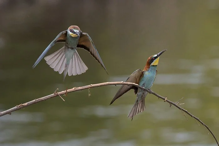 Guépiers d'Europe (sur la Loire)