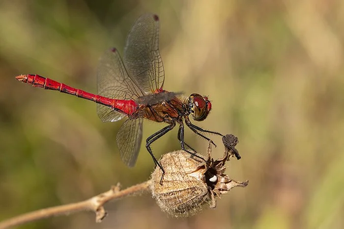 Sympetrum rouge sang _Sympetrum sanguineum (Libellule)