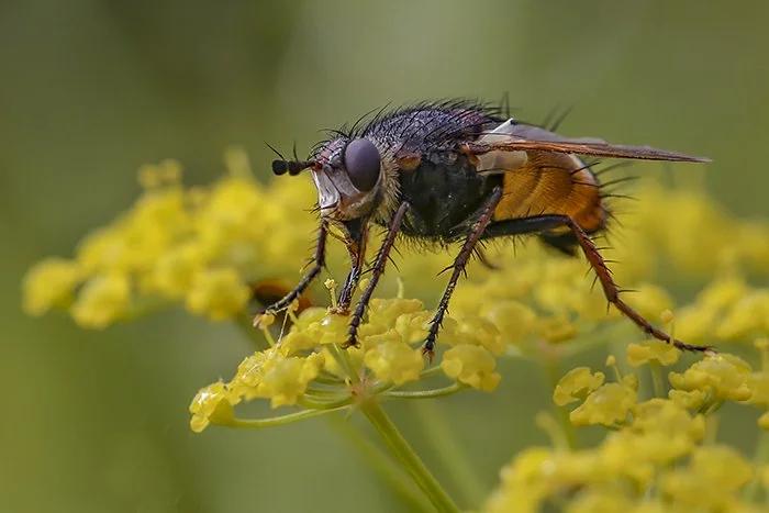 Tachinaire_Tachina magnicornis 