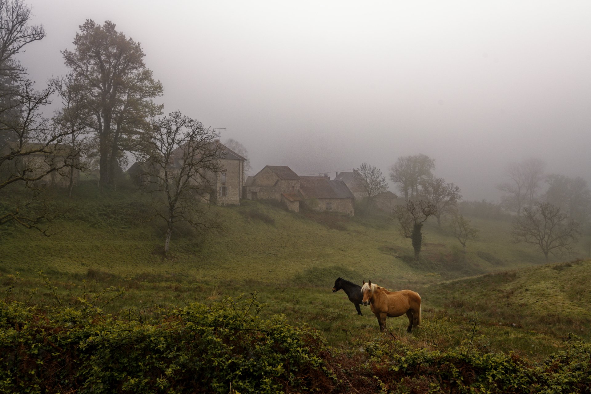 Les chevaux de François LIEVIN