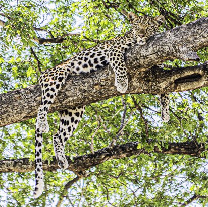 LEOPARD ARBORICOLE-carrée.jpg