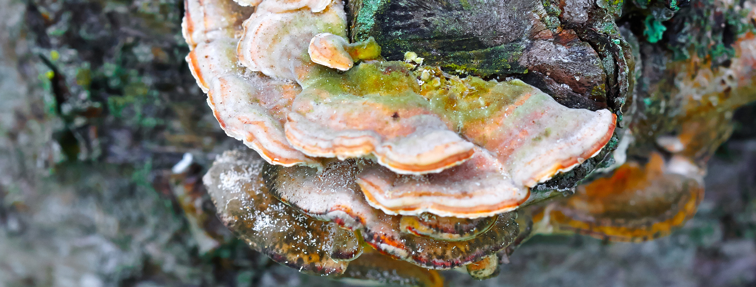 Fungus.jpg