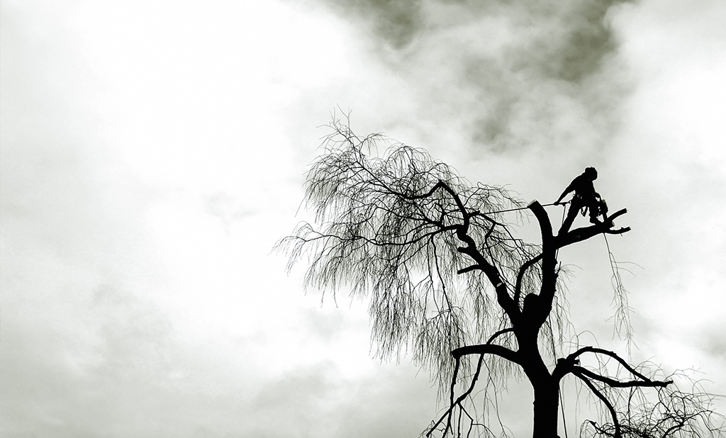 TreeSurgery2.jpg