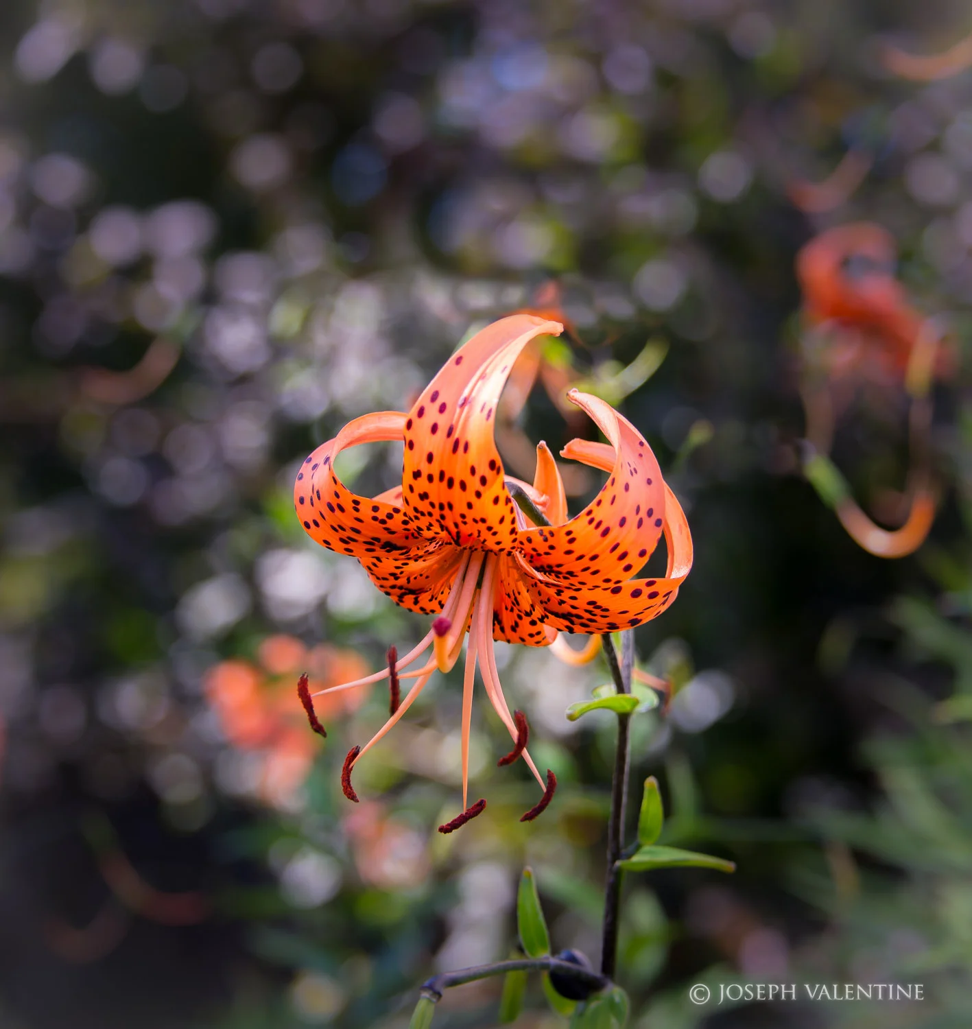 Lilium lancifolium (Tiger Lily): Nikon D610, 85mm, 1/125sec, f/5.6