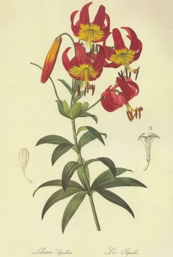 Lilium superbum (Turk's Cap Lily) by Pierre Joseph Redoute