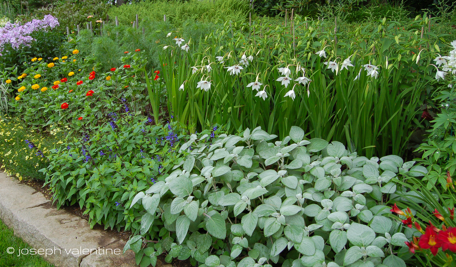 These Acidantheras, with their bright white, nodding flowers fit beautifully into the border of this Maine garden.