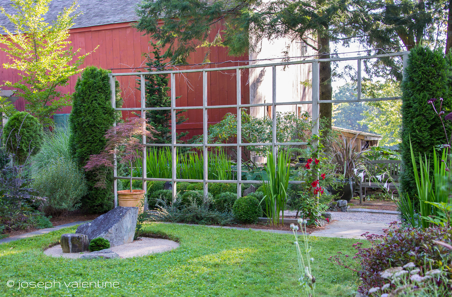 All of the Acidantheras in this section of the garden at Juniper Hill have yet to bloom except for the grouping in the far right of the photo which has just begun to flower.