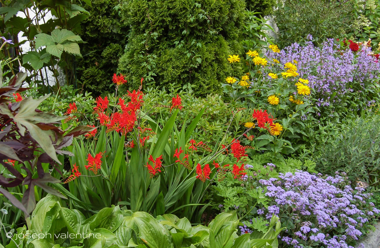 The bright and flashy Crocosmia 'Lucifer' anchors a corner of this border in a Maine garden.