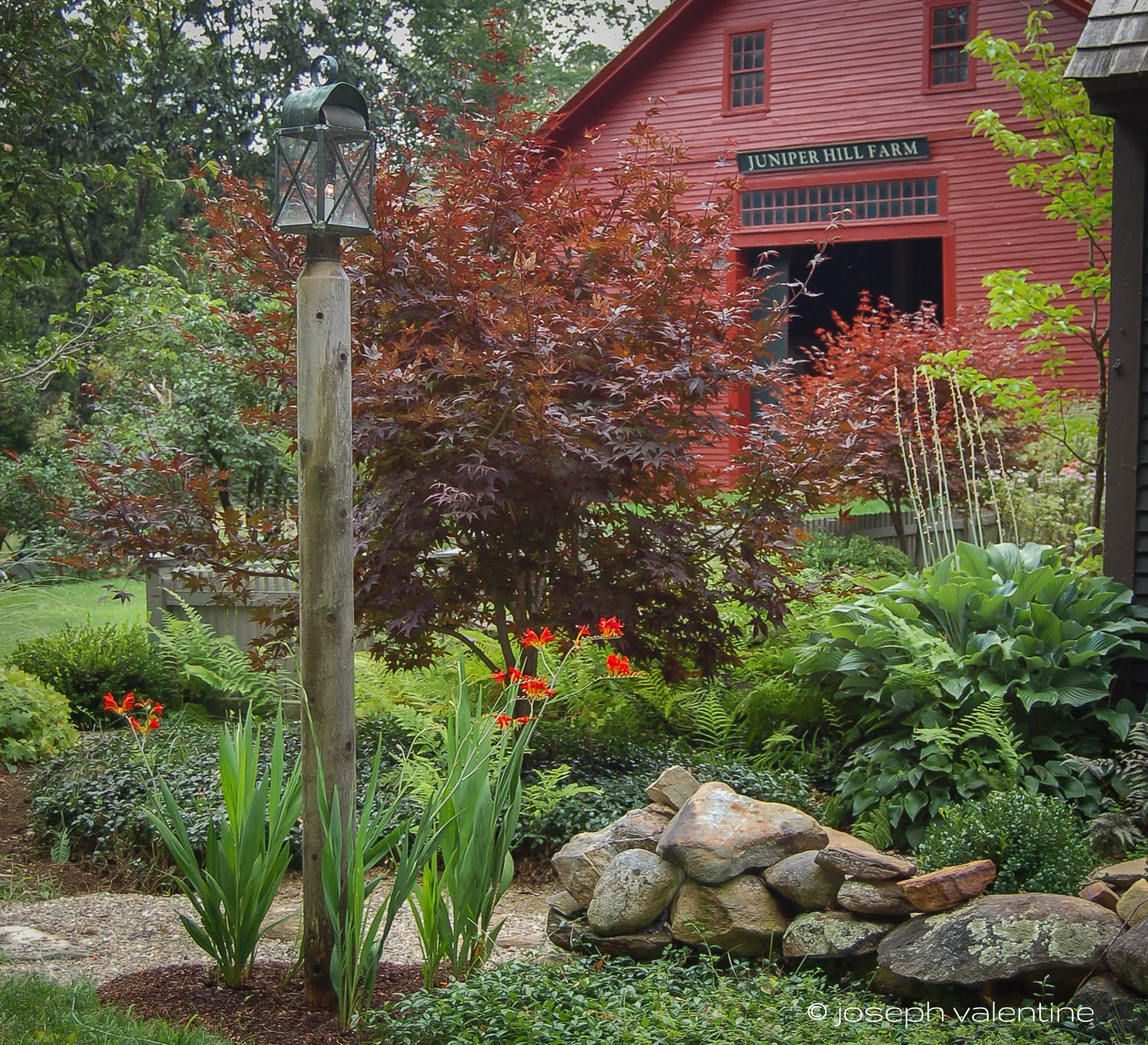 In her red dress, and doing her best imitation of Ginger Rogers, Crocosmia 'Lucifer' dances around a lamp post at Juniper Hill.