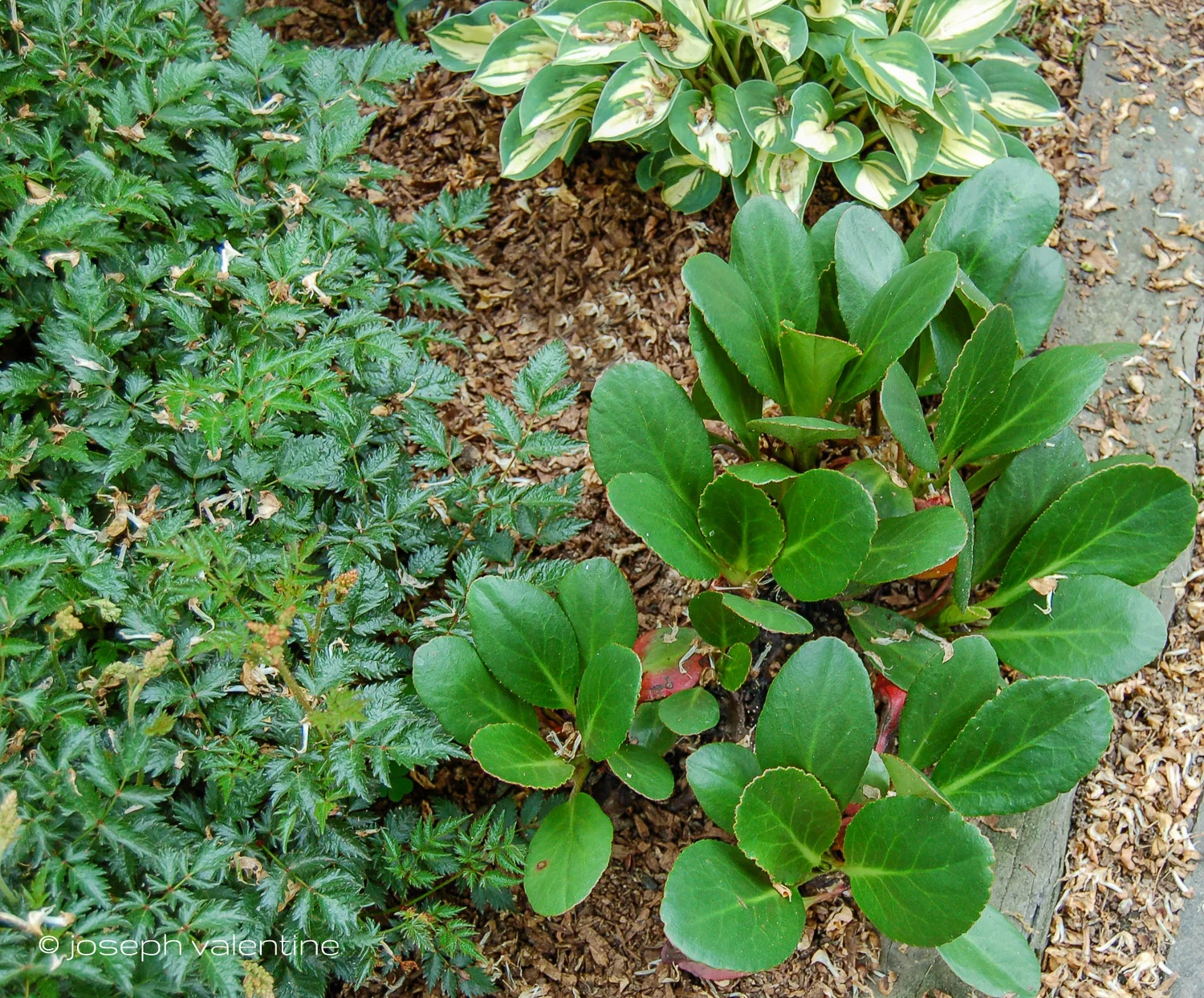 Bergenia 'Pink Dragonfly' looking great in SOMEONE ELSE'S garden.