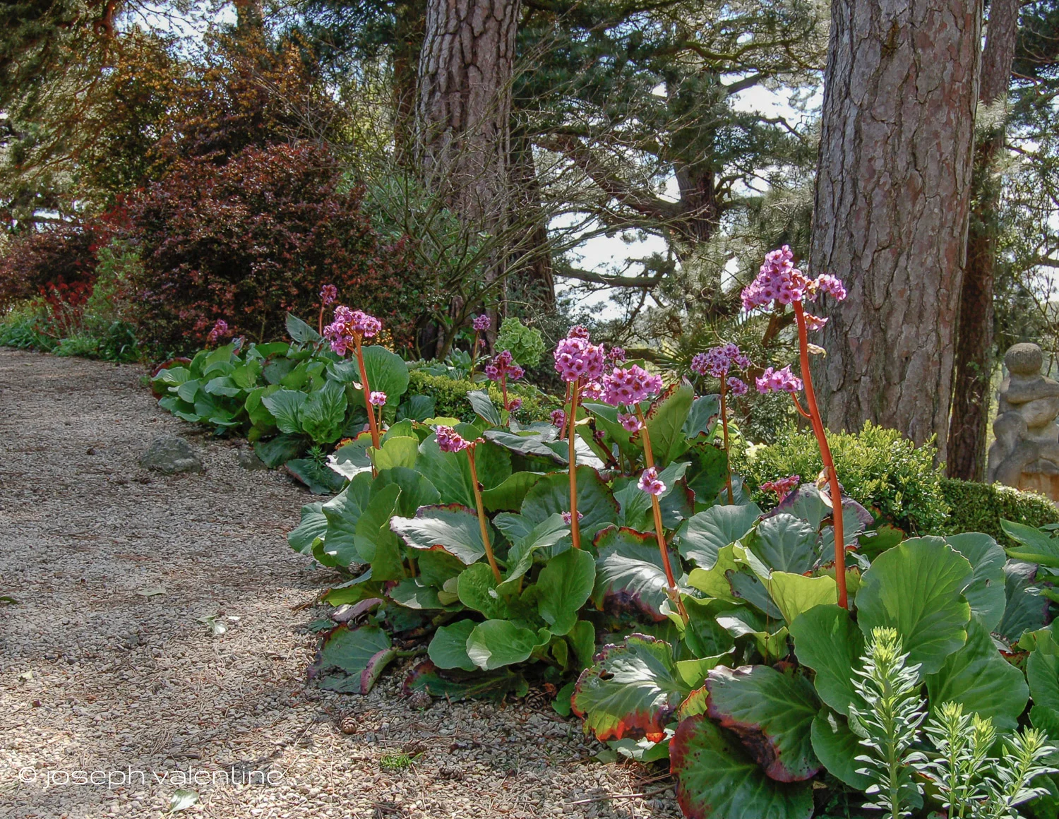 Flowering Bergenias catch the light of the setting sun along a path at Kiftsgate Garden in England.